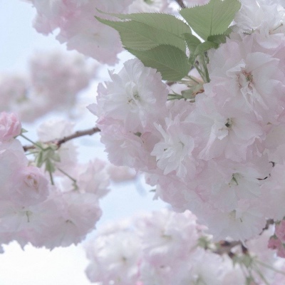 南沙福瑞交流群